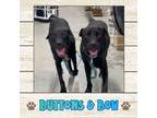 Adopt Buttons & Bow a Labrador Retriever