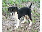 Adopt Rowdy a Beagle
