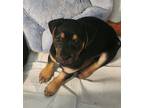 Adopt Brutus Lee a Beagle