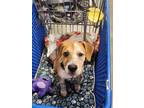 Adopt Brownie a Beagle