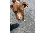 Adopt SUKY DUKY- Tag 62 a Mixed Breed