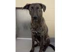 Adopt corky- Tag 81 a Mixed Breed