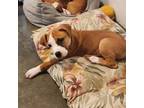 Adopt Slurpee Puppy: Lemonade a Boxer, Hound