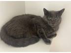 Adopt Kevin a Domestic Short Hair