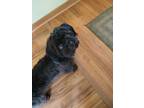 Adopt Zeke a Shih Tzu