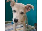 Adopt Hilden a Labrador Retriever