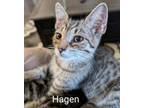 Adopt Hagen Windsor a Domestic Short Hair