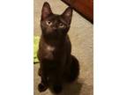 Adopt Bandit a Domestic Short Hair