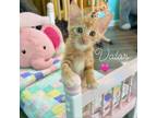 Adopt Valour a Domestic Short Hair