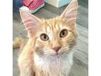 Adopt Alfie a Domestic Medium Hair