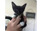 Adopt Maury a Domestic Short Hair