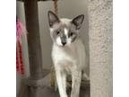 Adopt Yowie a Domestic Short Hair, Siamese