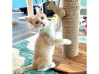 Adopt Simon a Domestic Short Hair
