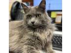 Adopt Mr. Grey a Domestic Long Hair