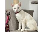 Adopt Loch Ness a Domestic Short Hair, Siamese