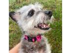 Adopt Chico a Mixed Breed