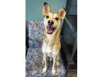 Adopt Steel a Husky, Mixed Breed