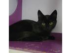 Adopt Maple Syrup a Domestic Short Hair
