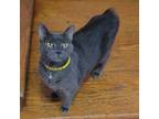 Adopt Frosty a Manx