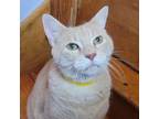 Adopt Kevin a Domestic Short Hair