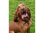 Adopt Archie a Bloodhound