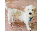 Adopt Alfie Scruffy a Terrier