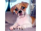 Adopt Merrick Gables a Dachshund, Pug