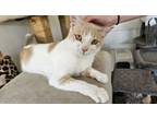 Adopt Dumpling a Domestic Short Hair