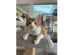 Adopt Cheddar Glizzy a Domestic Short Hair