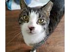 Adopt Gimli a Domestic Short Hair
