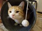 Adopt Tripp a Domestic Short Hair