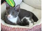 Adopt Nuggett a Domestic Short Hair