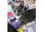 Adopt Nick a Domestic Short Hair