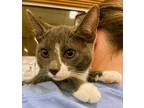Adopt Noah a Domestic Short Hair