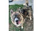 Adopt Wyatt a German Shepherd Dog