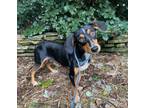 Adopt Winston a Dachshund