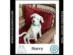 Adopt Harry (The Royals) 081024 a Great Pyrenees, Labrador Retriever