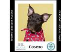 Adopt Cosmo (The Enchanted Six) 081024 a Pit Bull Terrier, Mixed Breed