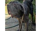 Adopt Kaiser a Mastiff