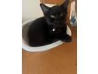 Adopt Timber a Domestic Short Hair
