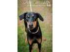 Adopt Shiloh a Doberman Pinscher