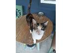 Clara And Belle, Calico For Adoption In Milwaukee, Wisconsin