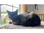 Trinity Kitten, Domestic Shorthair For Adoption In Breinigsville, Pennsylvania
