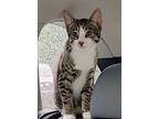 River Kitten, Domestic Shorthair For Adoption In Breinigsville, Pennsylvania