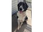 Adopt Oliver a Great Pyrenees, Border Collie