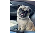Adopt Remmy a Pug