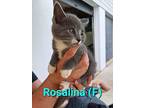 Rosalina Kitten, Domestic Shorthair For Adoption In Breinigsville, Pennsylvania