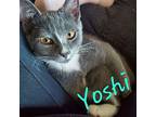 Yoshi Kitten, Domestic Shorthair For Adoption In Breinigsville, Pennsylvania