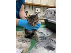 Paisley Kitten, Domestic Shorthair For Adoption In Breinigsville, Pennsylvania