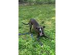 Courtesy Postwillow, American Pit Bull Terrier For Adoption In Colebrook